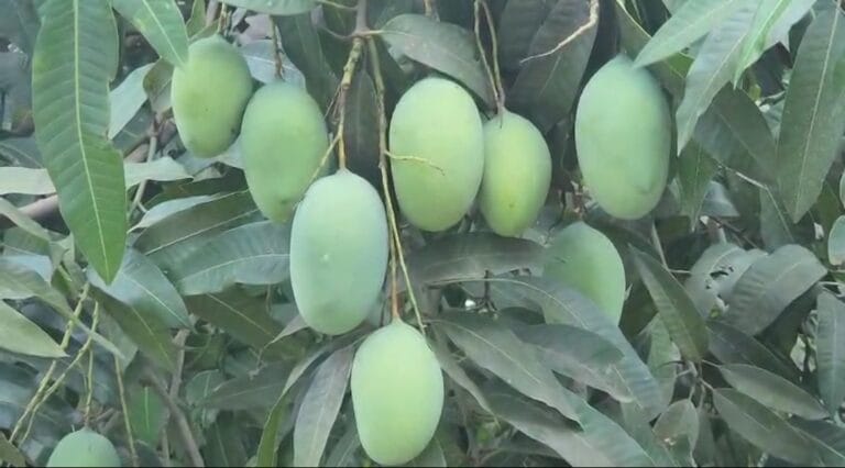 बिहार कृषि विश्वविद्यालय ने तैयार किया सीडलेस आम, आम की 254 से अधिक वेरायटी पर हो रहा काम 3 Screenshot_2025-05-27-17-21-18-71_6012fa4d4ddec268fc5c7112cbb265e7