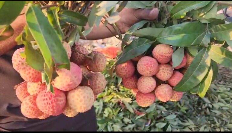 बिहार कृषि विश्वविद्यालय ने तैयार की 'बेदाना लीची', शाही लीची से भी ज्यादा पल्प, जल्द मिल सकता है जीआई टैग 2 Screenshot_2025-05-27-17-28-35-45_6012fa4d4ddec268fc5c7112cbb265e7