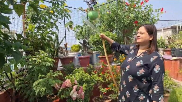 फूलों से प्रेम ने बना दिया छत को बग़ीचा, भागलपुर की पूनम पांडेय के गार्डन में खिले 63 किस्म के फूल 4 Screenshot_2025-06-10-14-31-54-22_6012fa4d4ddec268fc5c7112cbb265e7