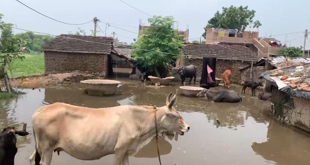 अमडार में बाढ़ का कहर: 200 घर पानी में डूबे, लोग बने जल कैदी, खाने-पीने की किल्लत 1 Screenshot_2025-08-12-14-59-52-75_6012fa4d4ddec268fc5c7112cbb265e7