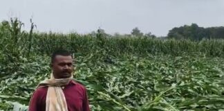 पीरपैंती में आंधी-बारिश का कहर, दियारा क्षेत्र में 40% तक फसल तबाह