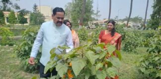 खेतों में उगेगा ‘लाल सोना’: बिहार कृषि विश्वविद्यालय सबौर में सिंदूर की खेती शुरू